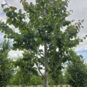 Parrotia persica 'Vanessa' - Foto 6