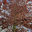 Fagus sylvatica 'Atropunicea' - 3