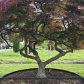 Acer palmatum 'Garnet' - 2