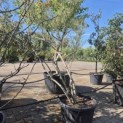 Salix elaeagnos 'Angustifolia' - 1