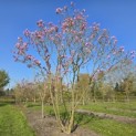 Magnolia 'Susan' - 2