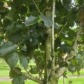 Betula utilis 'Jacquemontii' (Doorenbos) - 3