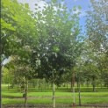 Betula utilis 'Jacquemontii' (Doorenbos) - 2
