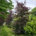 Fagus sylvatica 'Atropunicea' - 2