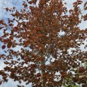 Fagus sylvatica 'Riversii' - Foto 2