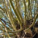 Salix Alba - 3