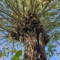 Salix Alba - 2
