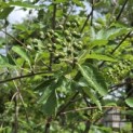 Sorbus 'Intermedia' - Foto 3