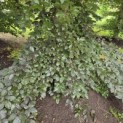 Fagus sylvatica 'Atropunicea' - blad in de schaduw kleurt van rood naar groen