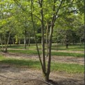 Magnolia 'Kobus' - 1