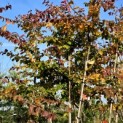 Parrotia persica - kroon oktober 2024