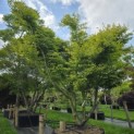 Acer palmatum - 2