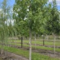 Liquidambar styraciflua 'Palo Alto' - Foto 6