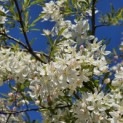 Malus toringo 'Brouwers Beauty' - 1