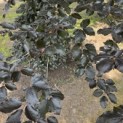 Fagus sylvatica 'Atropunicea' - 5