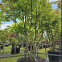 Parrotia persica - 4