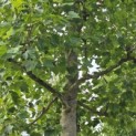 Platanus x hispanica - 3