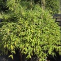 Fargesia murieliae 'Moontears' - Foto 2