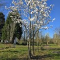 Magnolia loebneri 'Merrill' - 1