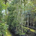 Diospyros kaki 'Pendula' - Foto 7