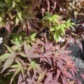 Acer palmatum 'Twombly's Red Sentinel' - Foto 6