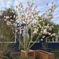 Magnolia soulangeana 'Manchu Fan' - 1