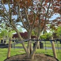 Acer palmatum 'Atropurpureum' - Foto 4