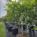 Acer palmatum 'Osakazuki' - Foto 2