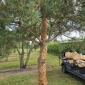 Pinus sylvestris 'Glauca' - 5