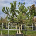 Pinus nigra 'Nigra' - 3