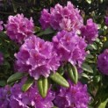 Rhododendron Roseum Elegans - 3