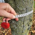 Carpinus betulus 'Frans Fontaine'   (Fastigiata) - Foto 5