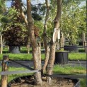 Pinus sylvestris - 3