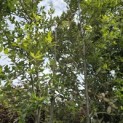 Quercus ilex - 3