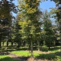 Fagus sylvatica 'Atropunicea' - 5