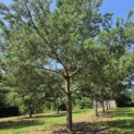 Pinus sylvestris - 2