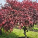 Acer palmatum 'Garnet' - 4