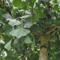 Ginkgo biloba - Foto 4