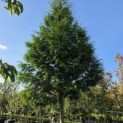 Thuja plicata 'Gelderland - 4