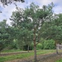 Pinus sylvestris - 5