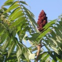 Rhus Typhina