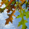 Quercus Palustris - impressie blad met herfstkleuren