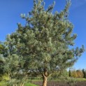 Pinus sylvestris 'Glauca' - 1