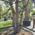 Pinus sylvestris - Foto 4