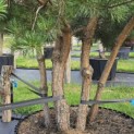 Pinus sylvestris - 3