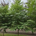 Styrax japonicus - 3