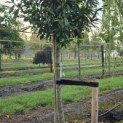 Prunus laur. Caucasica - 1