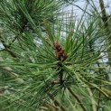 Pinus Pinea - Foto 4
