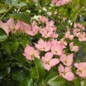 Cornus 'Rosy Teacups' - Foto 3
