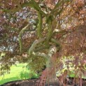Acer palmatum 'Garnet' - 5